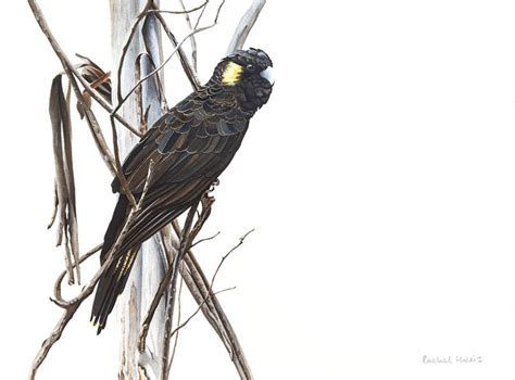 Yellow-tailed Black Cockatoo, Original Artwork - Australian Wildlife Art by Rachel Hollis