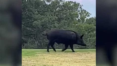 Wild hog spotted in central Florida on golf course