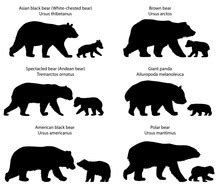 Bear Cub Free Stock Photo - Public Domain Pictures