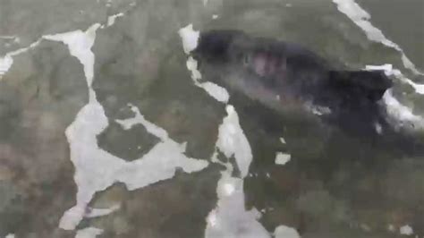 VIDEO: Dog Helps Save Baby Dolphin in Danger