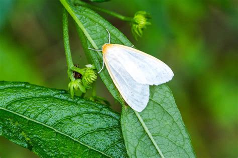 White Moth Sightings: Meaning and Symbolism - A-Z Animals