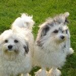 Lowchen - Puppies, Rescue, Pictures, Information, Temperament, Characteristics | Animals Breeds