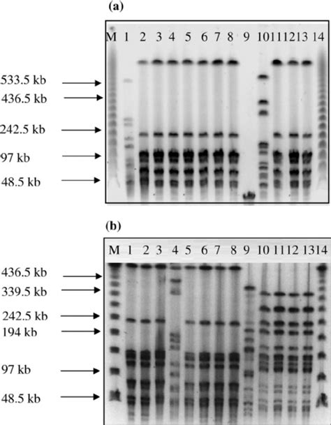 DNA fingerprinting by PFGE. (a) Lane M, PFGE lambda ladder; lane 1, L.... | Download Scientific ...