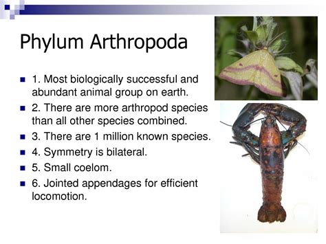 Information on the creatures of Phylum Arthropoda | Arthropods ...