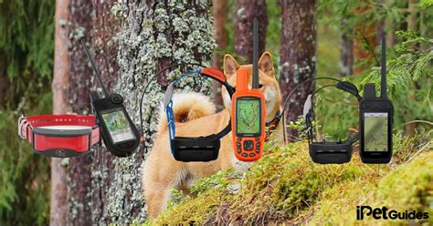 7 Best GPS Tracking Collars & Systems for Hunting Dogs