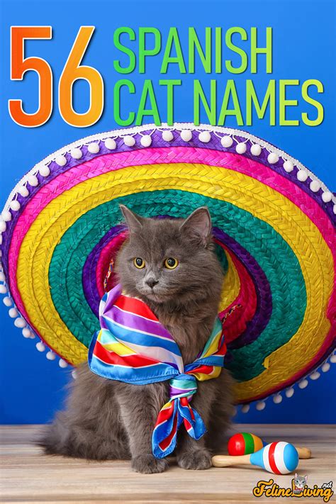 56 Best Spanish Cat Names: Our Ultimate Guide To Naming Your Kitty