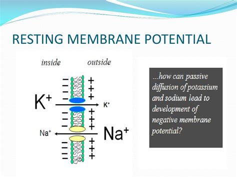 PPT - RESTING MEMBRANE POTENTIAL AND ACTION POTENTIAL PowerPoint Presentation - ID:6894087