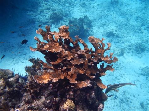 Snorkeling Roatán Honduras