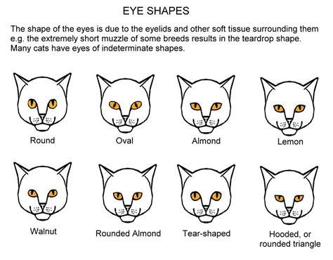 Feline Eye Shapes: Understanding Your Cat's Eyes – SkinTots.com