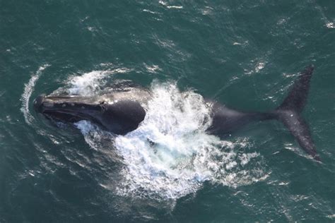 North Pacific Right Whale | NOAA Fisheries