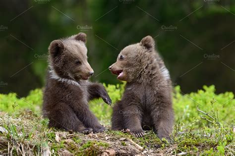 Bear cub | High-Quality Animal Stock Photos ~ Creative Market