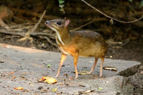 Chevrotain - Alchetron, The Free Social Encyclopedia