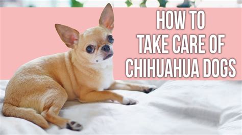 How to Take Care of Chihuahua Dogs – HousePetsCare.com