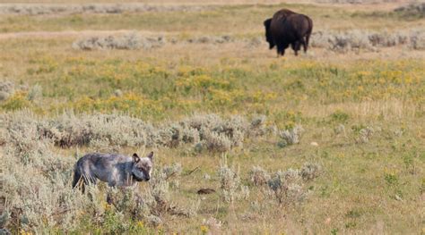 Best Places to View Wildlife in Yellowstone: Hayden Valley - Jackson ...