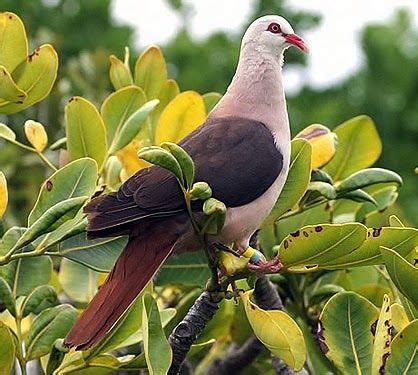 Birds of the World: Pink pigeon | Pink pigeon, Colorful birds, Pigeon ...