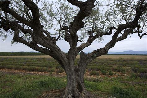 PAST PROJECTS: Mediterranean Olive Tree at L’Occitane | TreeScapes ...