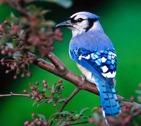 Bird In Everything: Blue Jay Bird Habitat