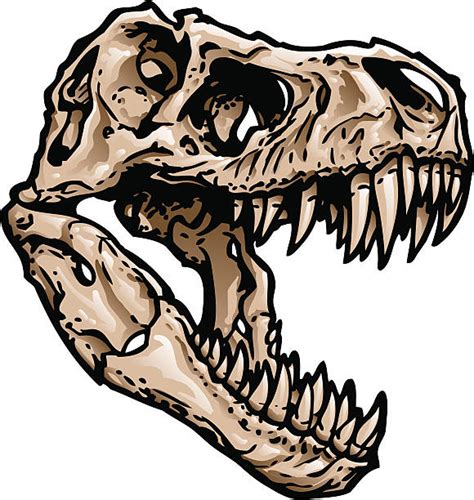 T Rex Skeleton Illustrations, Royalty-Free Vector Graphics & Clip Art ...