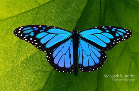 Blue Monarch Butterfly Aesthetic - Monarch butterflies, make a friendly garden grow ...