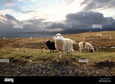 Wildlife in the Faroe Islands Stock Photo - Alamy