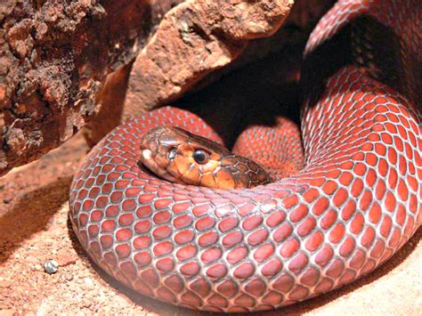 Spitting Cobra Facts You Need to Know! | Fun Facts You Need to Know!