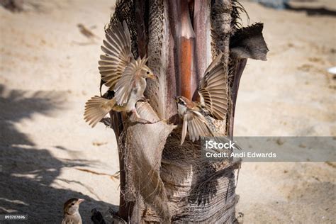 Burung Pipit Jantan Dan Betina Berkelahi Dengan Sayap Yang Membentang Bertengger Di Pohon Palem ...