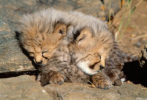 cheetah cubs sleeping - Cheetah Photo (37681279) - Fanpop