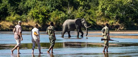 South Luangwa National Park | Sima Safari