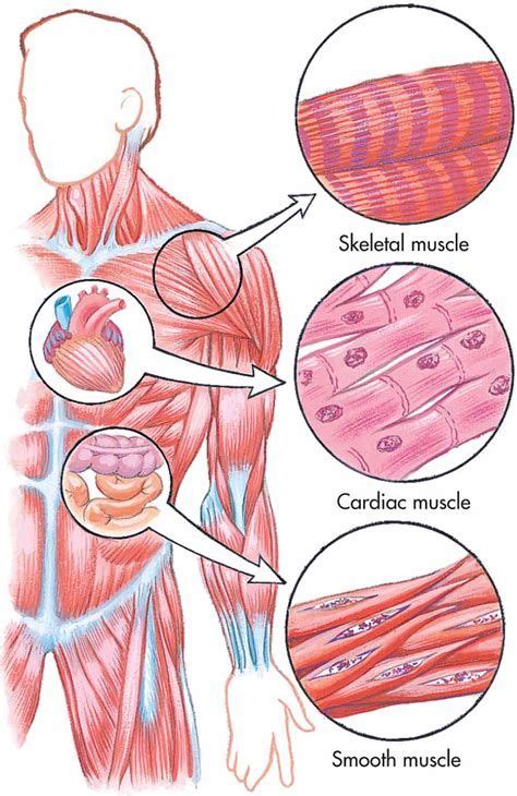 Ciencias 4to grado: Human Body- Tissues | Muscle tissue, Types of muscles, Muscular system