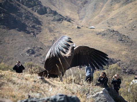 Andean Condor Wingspan