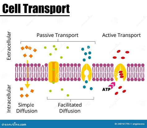 Facilitated Diffusion Or Passive-mediated Transport Cartoon Vector | CartoonDealer.com #77267993