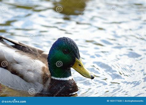 Beautiful Male Mallard Duck Swimming in Pond Stock Photo - Image of flight, ponds: 103177328