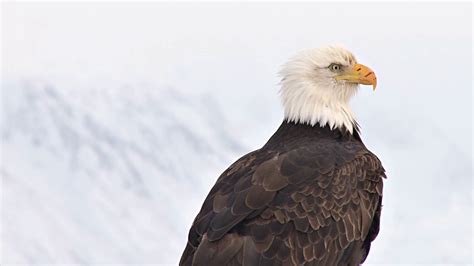 Bald Eagle With Scarred Beak Stock Footage SBV-300128408 - Storyblocks