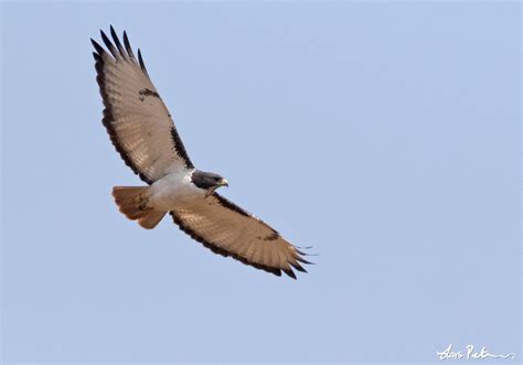 Augur Buzzard | Angola | Bird images from foreign trips | Gallery | My World of Bird Photography ...