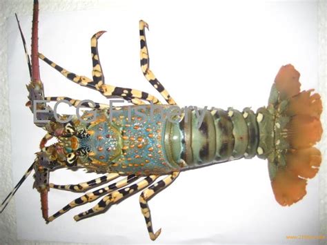 pearl lobster,Singapore price supplier - 21food