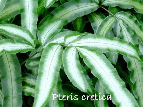 Fern Varieties