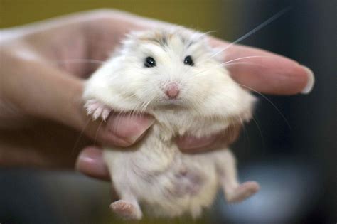 How to Tell a Male Hamster From a Female