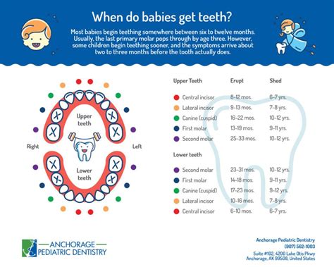 Printable Baby Teething Chart 6-12 Months until 3 years old