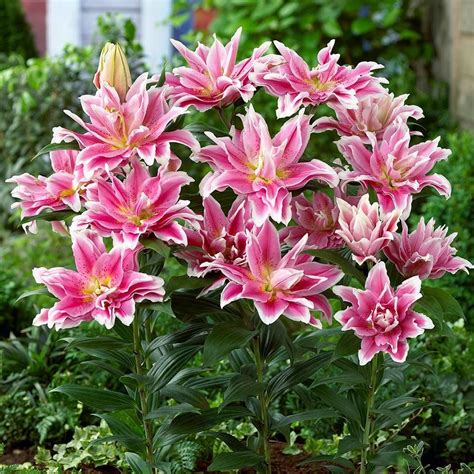 Lilium Roselily Natalia® | White Flower Farm