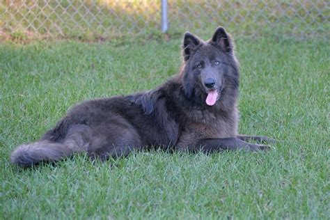 How Much Does a Blue Bay Shepherd Puppy Cost? | Anything German Shepherd