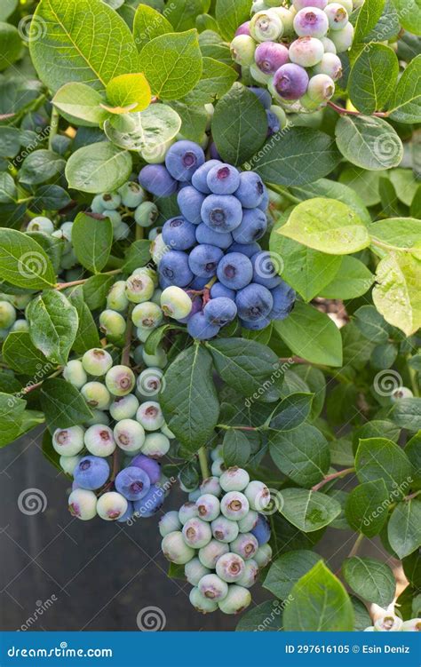 Blueberry Farm with Bunch of Ripe Fruits on Tree during Harvest Season ...