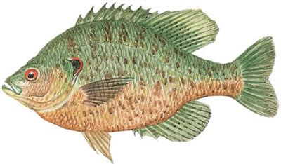 Fish Identification: Redear Sunfish (Lepomis microlophus)