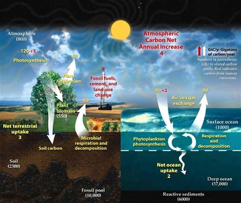 Carbon Cycle Steps | Definition,Types & Importance | Biology Explorer