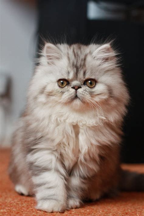 Breed Review: Persian Cat (17 Pics) - PetTime