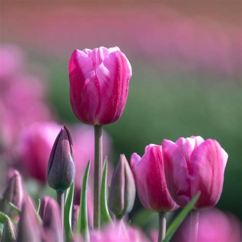 Triumph Tulips