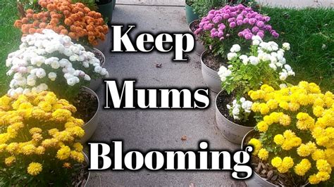 Complete Fall Mums Bloom Care Guide- Mums That Keep On Giving - YouTube