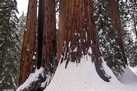 » sequoia-national-park-winter-hike