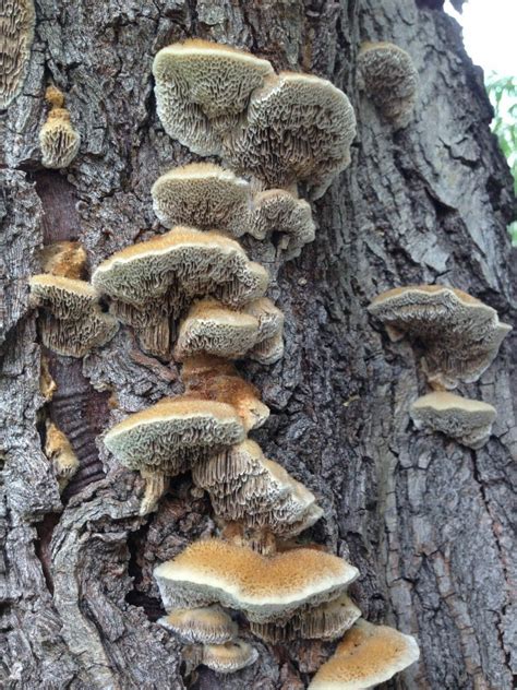 Ask Texas Tree Surgeons: Are Mushrooms on My Tree a Bad Sign?