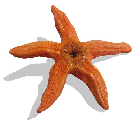 The Chocolate Starfish | Toy sculpture, Art toy, Resin art