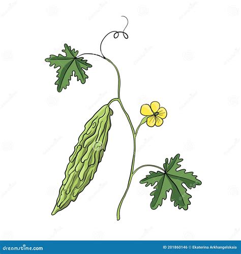 Vector Drawing Bitter Melon Plant Stock Vector - Illustration of herbal ...